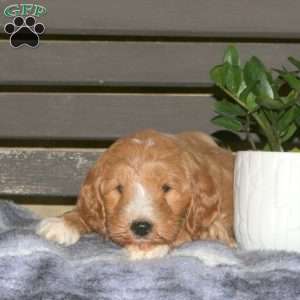 Clover, Goldendoodle Puppy