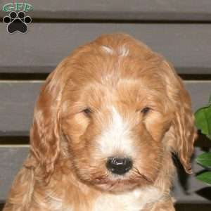 Clover, Goldendoodle Puppy