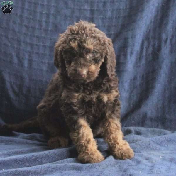 Cocoa, Labradoodle Puppy