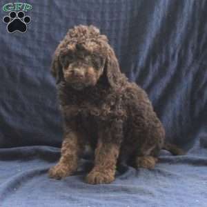 Cocoa, Labradoodle Puppy