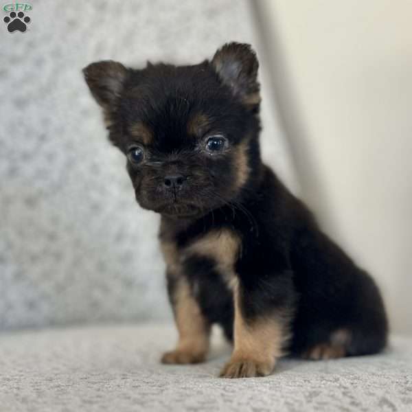 Cocoa Puff, French Bulldog Puppy