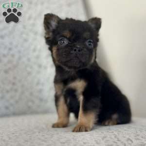 Cocoa Puff, French Bulldog Puppy