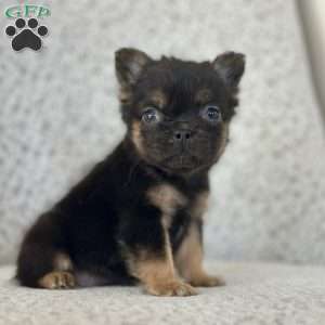 Cocoa Puff, French Bulldog Puppy