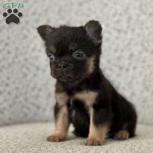 Cocoa Puff, French Bulldog Puppy