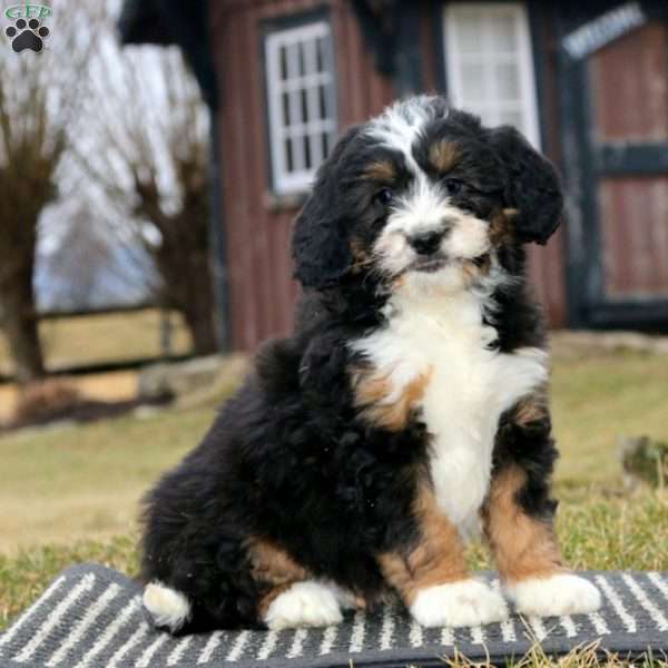 Cody, Bernedoodle Puppy