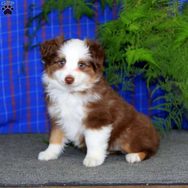 Cody, Miniature Australian Shepherd Puppy