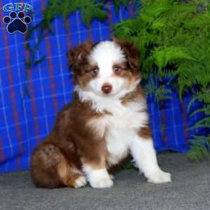 Cody, Miniature Australian Shepherd Puppy