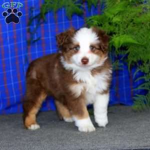 Cody, Miniature Australian Shepherd Puppy