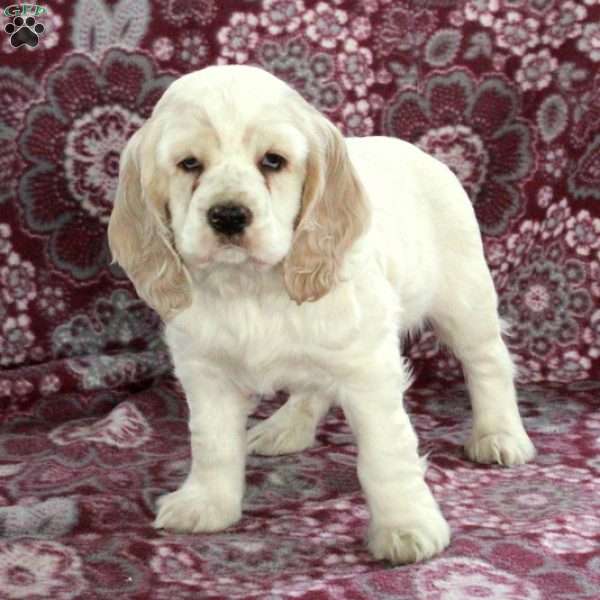 Colby, Cocker Spaniel Puppy