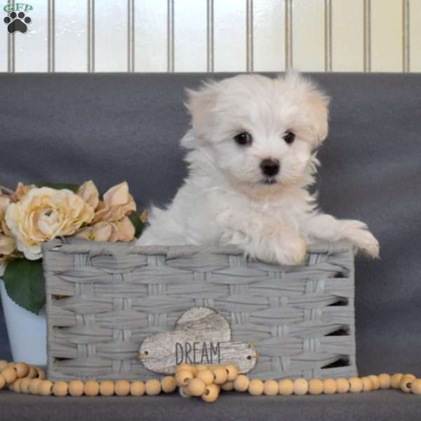 Colby, Maltese Puppy