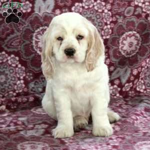 Colby, Cocker Spaniel Puppy