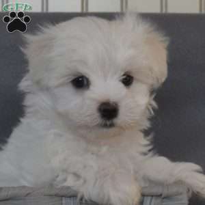 Colby, Maltese Puppy