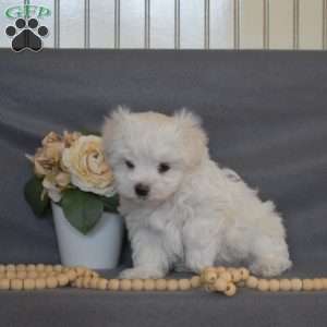 Colby, Maltese Puppy