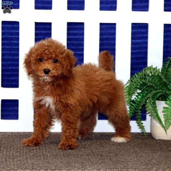 Colby, Toy Poodle Puppy