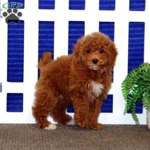 Colby, Toy Poodle Puppy