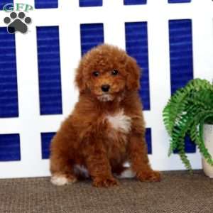 Colby, Toy Poodle Puppy