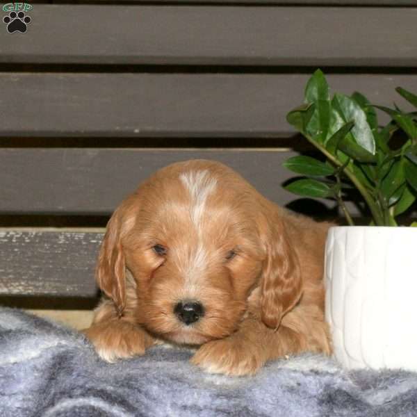 Colt, Goldendoodle Puppy