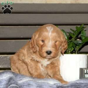 Colt, Goldendoodle Puppy