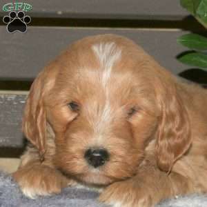 Colt, Goldendoodle Puppy