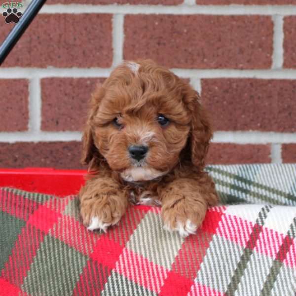 Combo, Cavapoo Puppy