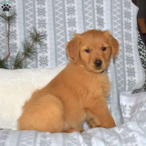 Comet, Golden Retriever Puppy