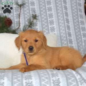 Comet, Golden Retriever Puppy