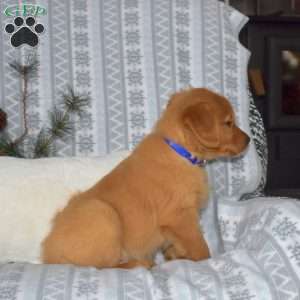 Comet, Golden Retriever Puppy