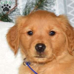 Comet, Golden Retriever Puppy