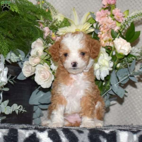 Cookie, Miniature Poodle Puppy