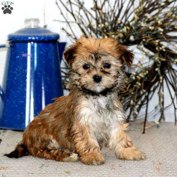 Cookie, Havanese Puppy