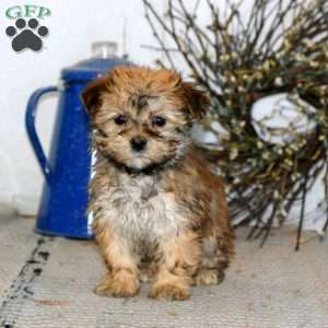 Cookie, Havanese Puppy