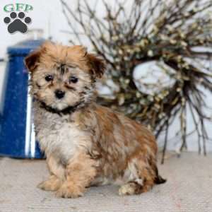 Cookie, Havanese Puppy