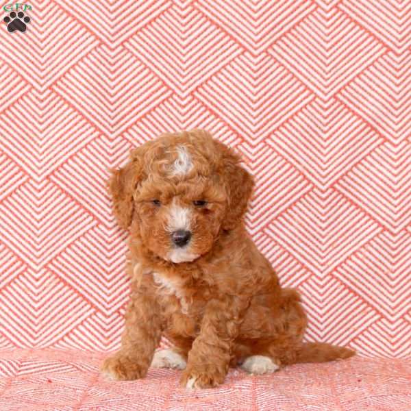 Cooper, Mini Goldendoodle Puppy