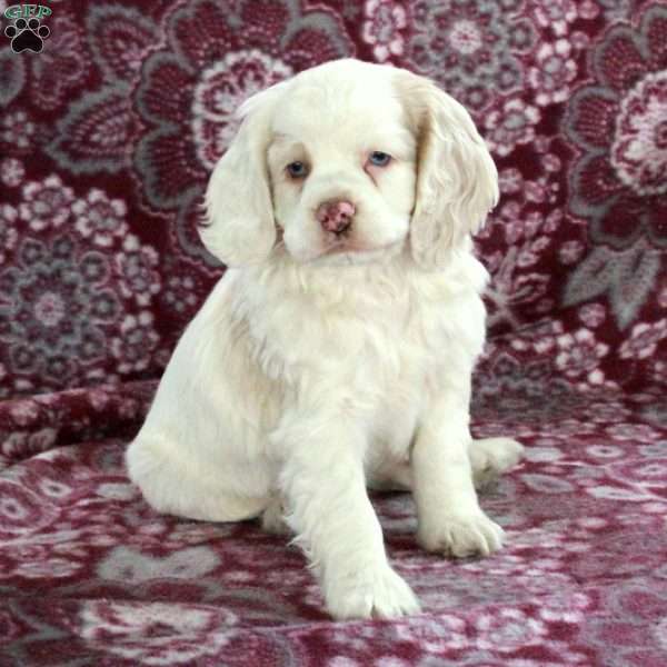 Cooper, Cocker Spaniel Puppy