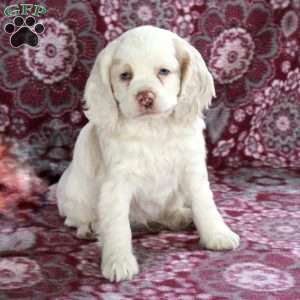 Cooper, Cocker Spaniel Puppy