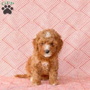 Cooper, Mini Goldendoodle Puppy