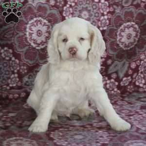 Cooper, Cocker Spaniel Puppy