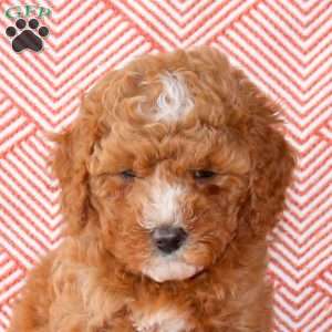 Cooper, Mini Goldendoodle Puppy