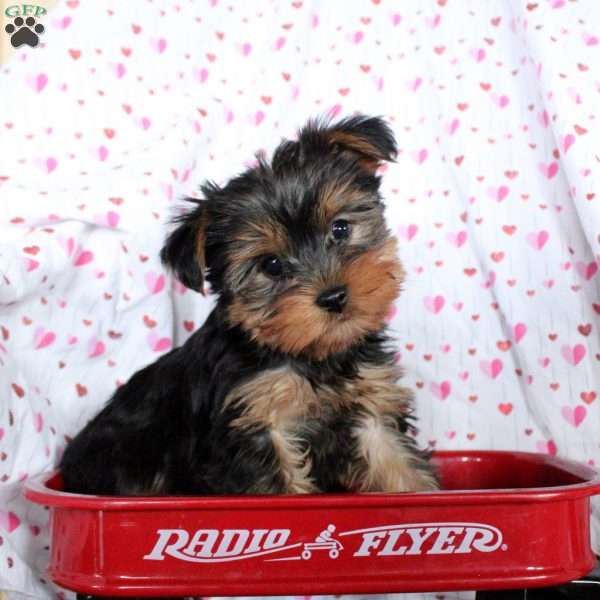 Cooper, Yorkie Puppy