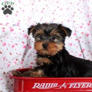 Cooper, Yorkie Puppy