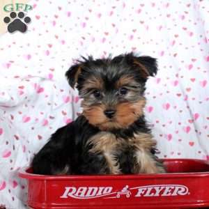 Cooper, Yorkie Puppy