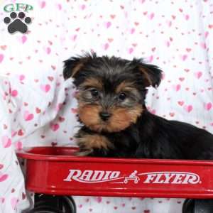 Cooper, Yorkie Puppy