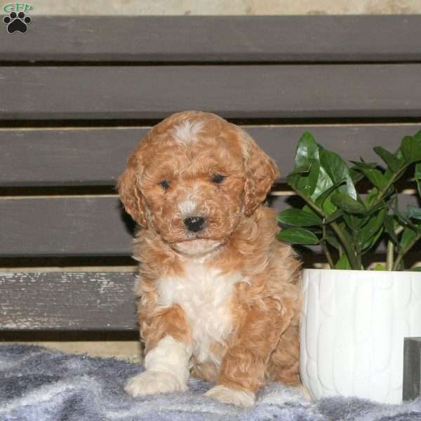 Cora, Goldendoodle Puppy