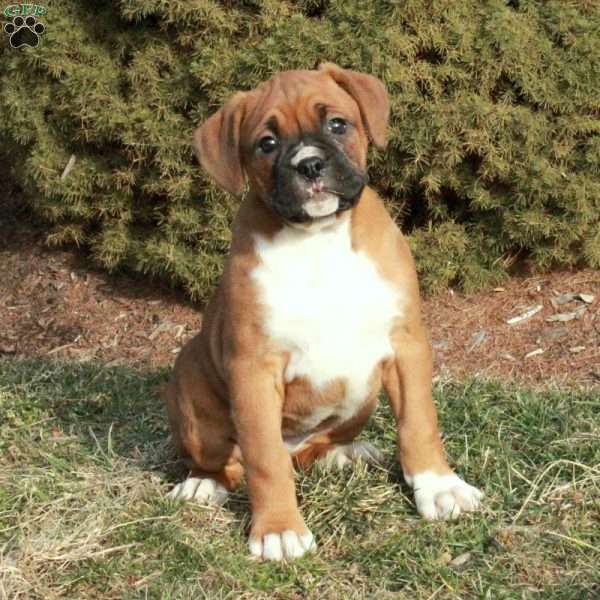 Cora, Boxer Puppy