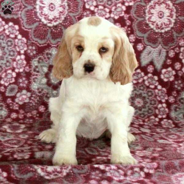 Cora, Cocker Spaniel Puppy