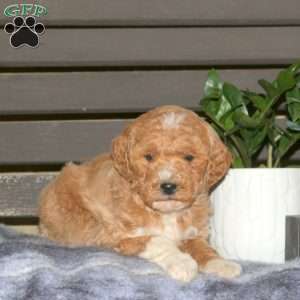 Cora, Goldendoodle Puppy