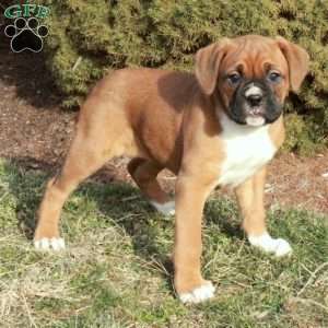 Cora, Boxer Puppy