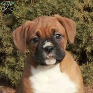 Cora, Boxer Puppy