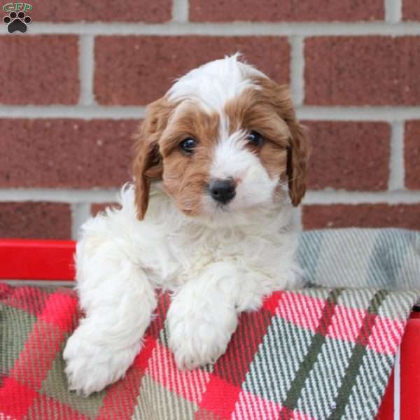 Cotton, Cavapoo Puppy