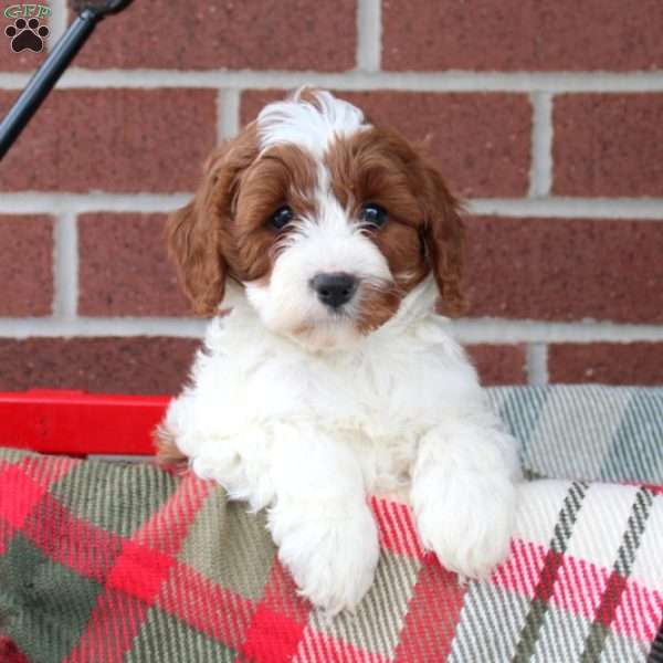 Cream, Cavapoo Puppy